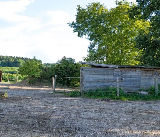 Anlage: Motivierte Pferde