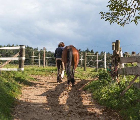 Anlage: Motivierte Pferde