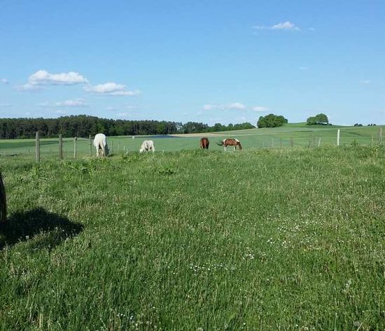 Feriencamp: Motivierte Pferde