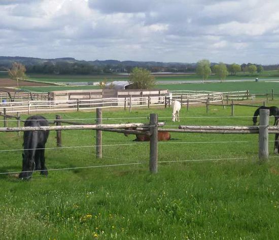 Anlage: Motivierte Pferde