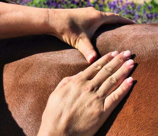 Therapie: Motivierte Pferde