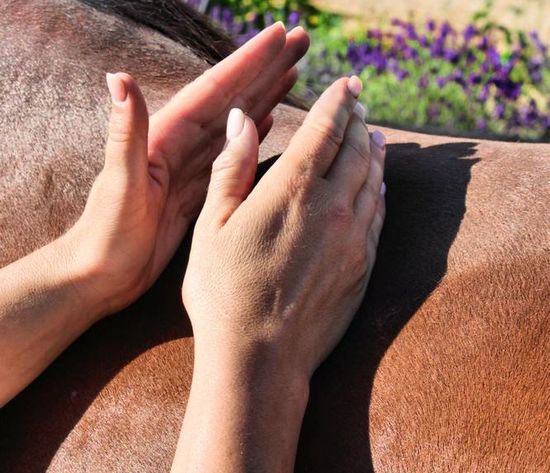 Therapie: Motivierte Pferde